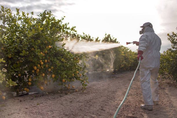 Best Local Pest Control Services  in Marion, VA